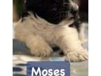 Moses