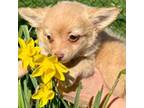 Chihuahua Puppy for sale in Dover, OH, USA