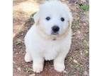 GREAT PYRENEES Female