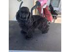 Cocker Spaniel Puppy for sale in Hutto, TX, USA