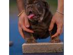 Bulldog Puppy for sale in Orlando, FL, USA