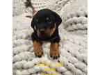 Rottweiler Puppy for sale in Mitchellville, IA, USA