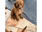 Mini golden doodle