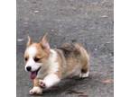 Pembroke Welsh Corgi Puppy for sale in Wilkesboro, NC, USA