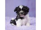 Havanese Puppy for sale in Sugarcreek, OH, USA