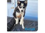 Alaskan Klee Kai Puppy for sale in Bethany, MO, USA