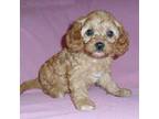 Cavapoo Puppy for sale in Butler, OH, USA