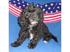 Cavapoo Puppy for sale in Butler, OH, USA