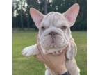 French Bulldog Puppy for sale in Southwest Ranches, FL, USA