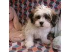 Lhasa Apso Puppy for sale in South Paris, ME, USA