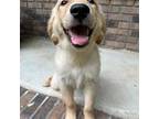 Golden Retriever Puppy for sale in Macon, GA, USA