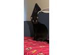 Adopt Princess bubbles a All Black Domestic Shorthair / Mixed (medium coat) cat
