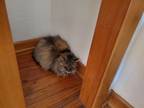 Adopt Matilda a Tan or Fawn Domestic Longhair / Mixed (long coat) cat in Salem