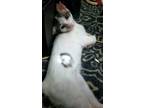 Adopt Snicker a White (Mostly) Domestic Shorthair / Mixed (short coat) cat in