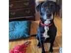 Adopt Luna~meet me! a Black Labrador Retriever / Mixed dog in Southbury