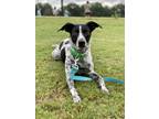 Adopt Houston a White - with Black Australian Cattle Dog / Border Collie / Mixed