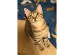 Adopt Mountain Dew a Egyptian Mau / Mixed (short coat) cat in Buford