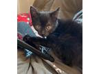 Adopt Dr. Pepper a Bombay / Mixed (short coat) cat in Buford, GA (38693208)