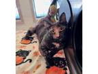 Adopt Kagura a All Black Domestic Shorthair / Domestic Shorthair / Mixed cat in