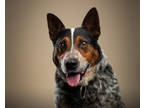 Adopt Bandit a Gray/Blue/Silver/Salt & Pepper Australian Cattle Dog / Mixed dog