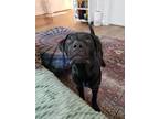 Adopt Nadja a Black - with White Labrador Retriever / Mutt / Mixed dog in