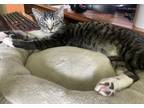 Adopt NoNo a Gray, Blue or Silver Tabby American Shorthair (short coat) cat in