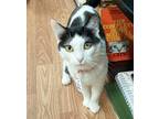 Adopt Spots a Black & White or Tuxedo Domestic Shorthair (short coat) cat in