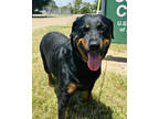 Adopt F20 OC 835 Bella a Black Rottweiler / Mixed dog in La Grange