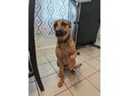 Adopt Bosco a Tan/Yellow/Fawn - with Black Mutt / Mixed dog in Port St Lucie