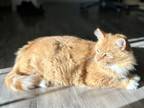 Adopt Gingin a Orange or Red Domestic Shorthair (short coat) cat in Hayward