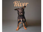 Adopt River a Black Shepherd (Unknown Type) / Mixed dog in Fresno, CA (38651515)