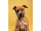 Adopt Dante a Brown/Chocolate American Pit Bull Terrier / Mixed dog in Santa