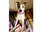 Adopt Kasper a Tan/Yellow/Fawn Feist / Mixed dog in Morton Grove, IL (31996986)