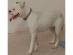 Adopt Ice a White - with Gray or Silver Boxer / Mixed dog in Albuquerque