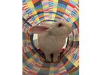 Adopt Basil a White American / Other/Unknown / Mixed rabbit in Key West