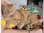 Adopt Hope a Orange or Red Tabby / Mixed (short coat) cat in Wentzville
