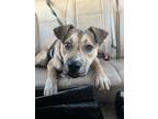 Adopt Remi a Tan/Yellow/Fawn Mutt / American Pit Bull Terrier / Mixed dog in