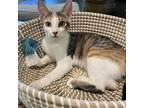 Adopt Spirit a Calico or Dilute Calico Domestic Shorthair / Mixed cat in