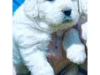 Golden Retriever Puppy for sale in Blacksburg, VA, USA