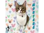 Adopt Montana a White Domestic Shorthair / Domestic Shorthair / Mixed cat in