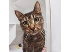 Adopt Lazlo a Brown or Chocolate Domestic Shorthair / Mixed cat in Los Angeles
