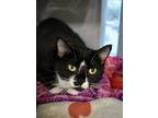 Adopt Kelsey @ Meow Lounge-Pending Adoption a All Black Domestic Shorthair /