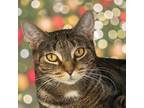 Adopt Ocean a Brown Tabby Domestic Shorthair / Mixed cat in Palatine