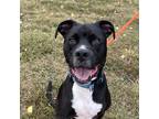 Adopt Vaxel a Black Mixed Breed (Medium) / Mixed dog in Knoxville, TN (38675943)