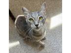Adopt Taylor a Gray or Blue Domestic Shorthair / Mixed cat in South Haven