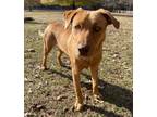 Adopt Lucy-Lou a Labrador Retriever / Mixed dog in Little Rock, AR (38668784)