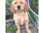 Golden Retriever Puppy for sale in Alberton, MT, USA