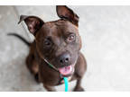 Adopt Zimiri a Black Mixed Breed (Large) / Mixed dog in Chamblee, GA (38590201)