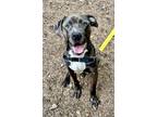 Adopt Gristle - IN FOSTER a Gray/Blue/Silver/Salt & Pepper Mixed Breed (Large) /