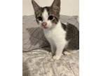 Adopt Clover a Domestic Shorthair / Mixed (short coat) cat in Ewing